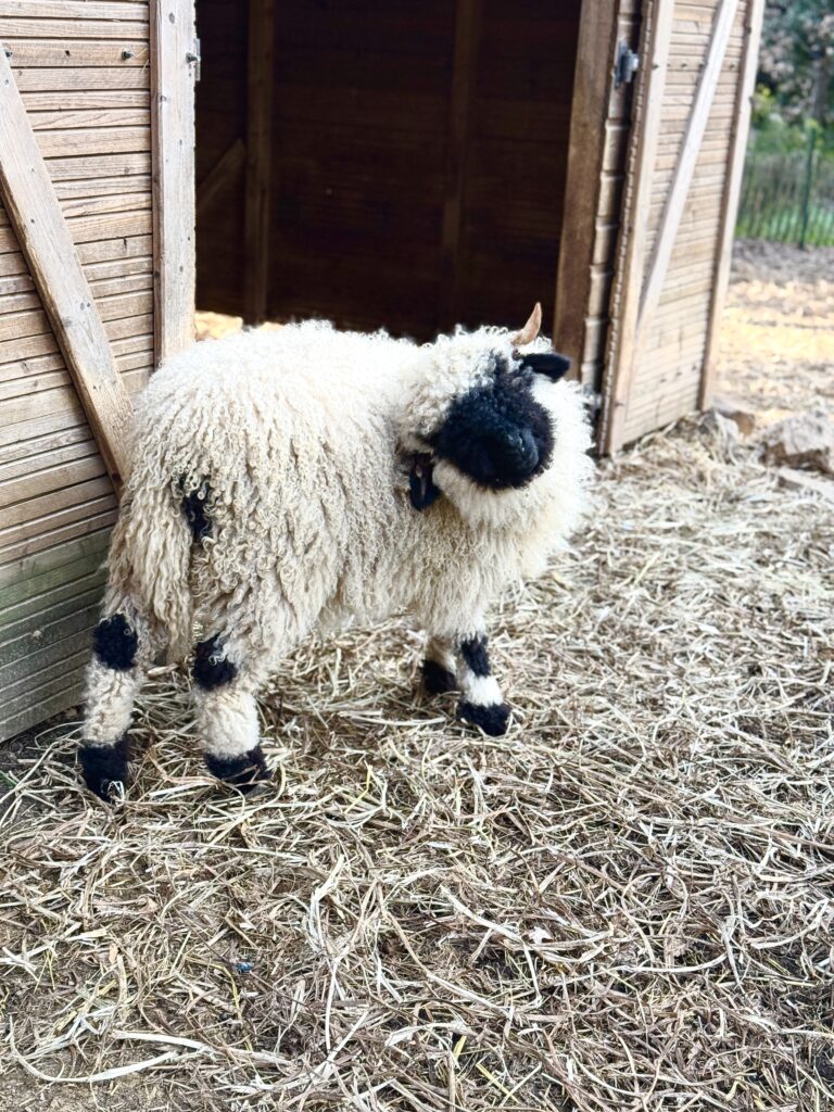 Mouton week end paca