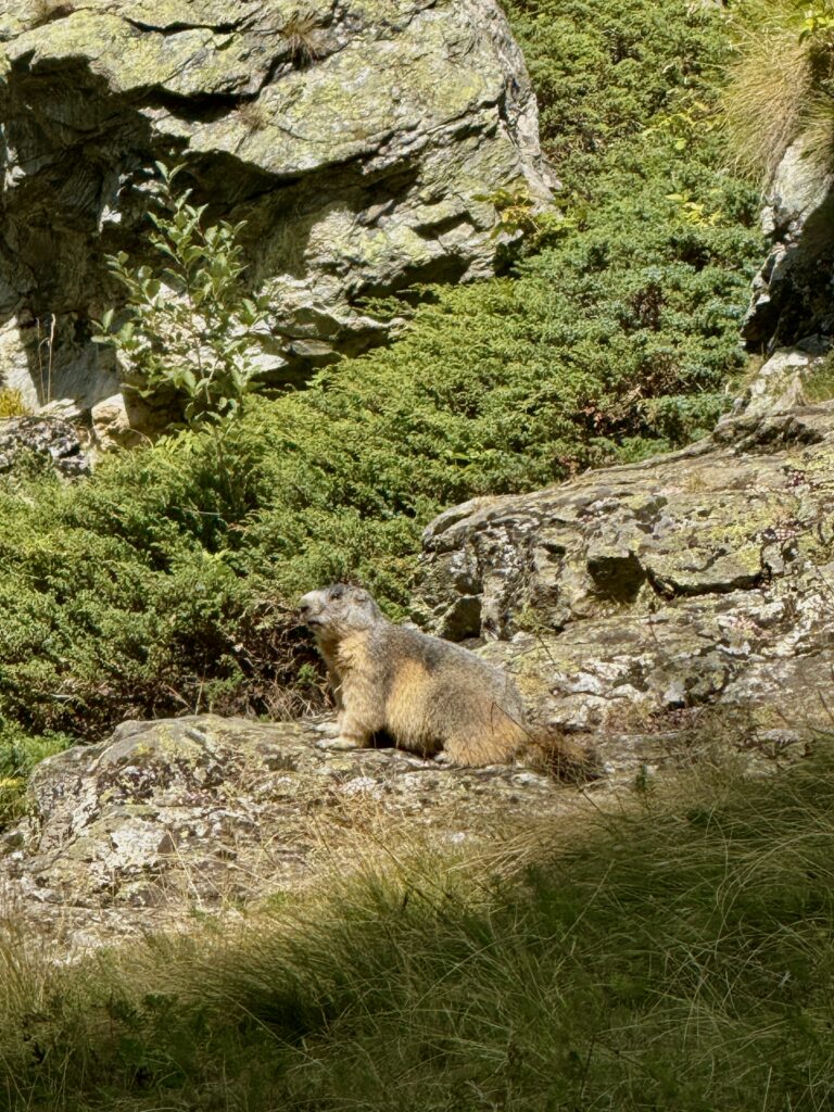 Marmotte dans les écrins