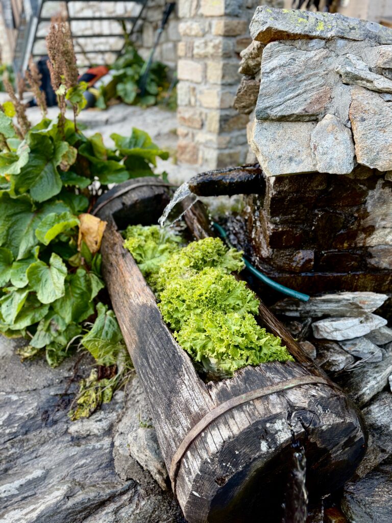 Salades du refuge du pigeionnier