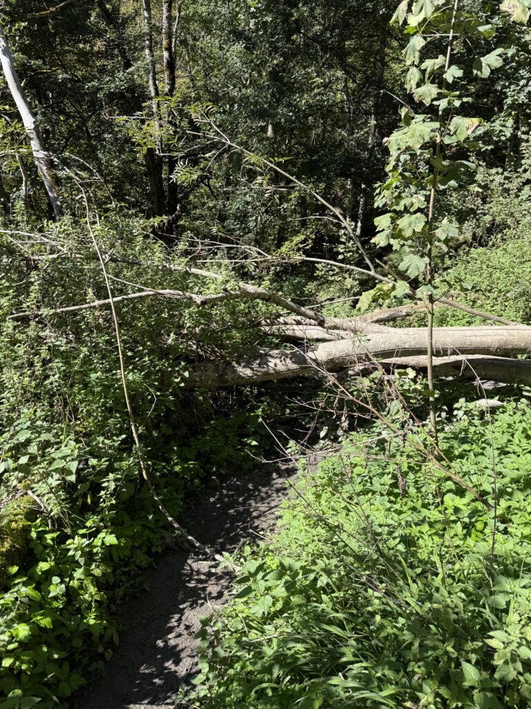 Enjambez les troncs d'arbres