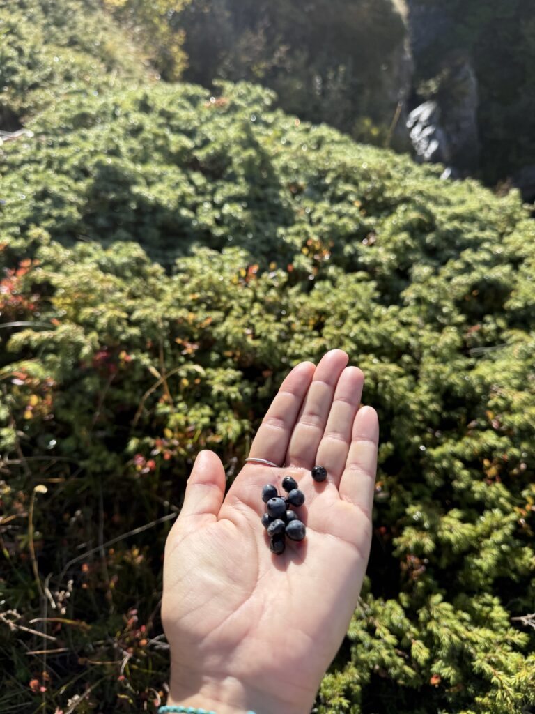 cueillette de myrtilles sauvages