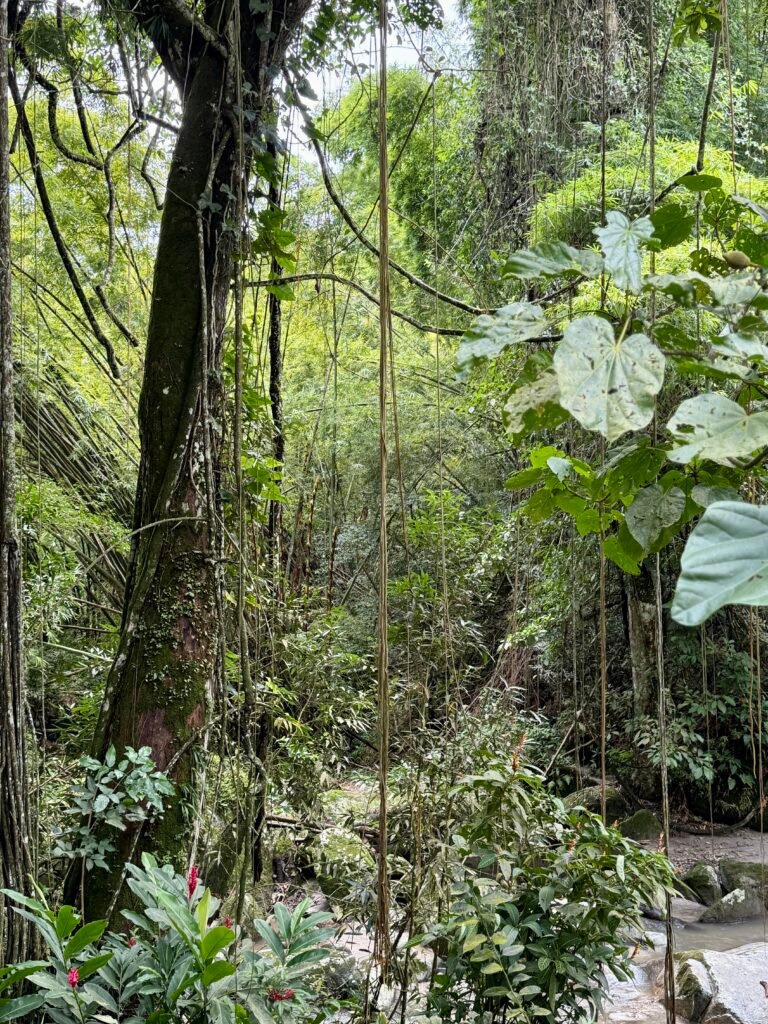 Minca au coeur de la colombie