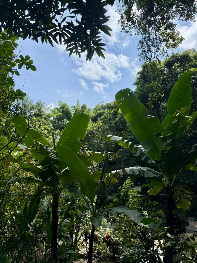Minca colombie