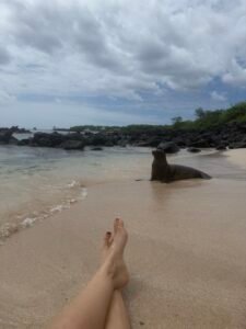 Otarie plage Galapagos - santa cruz