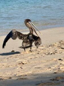Pelican Santa cruz