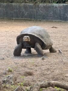 Tortue geantes galapagos