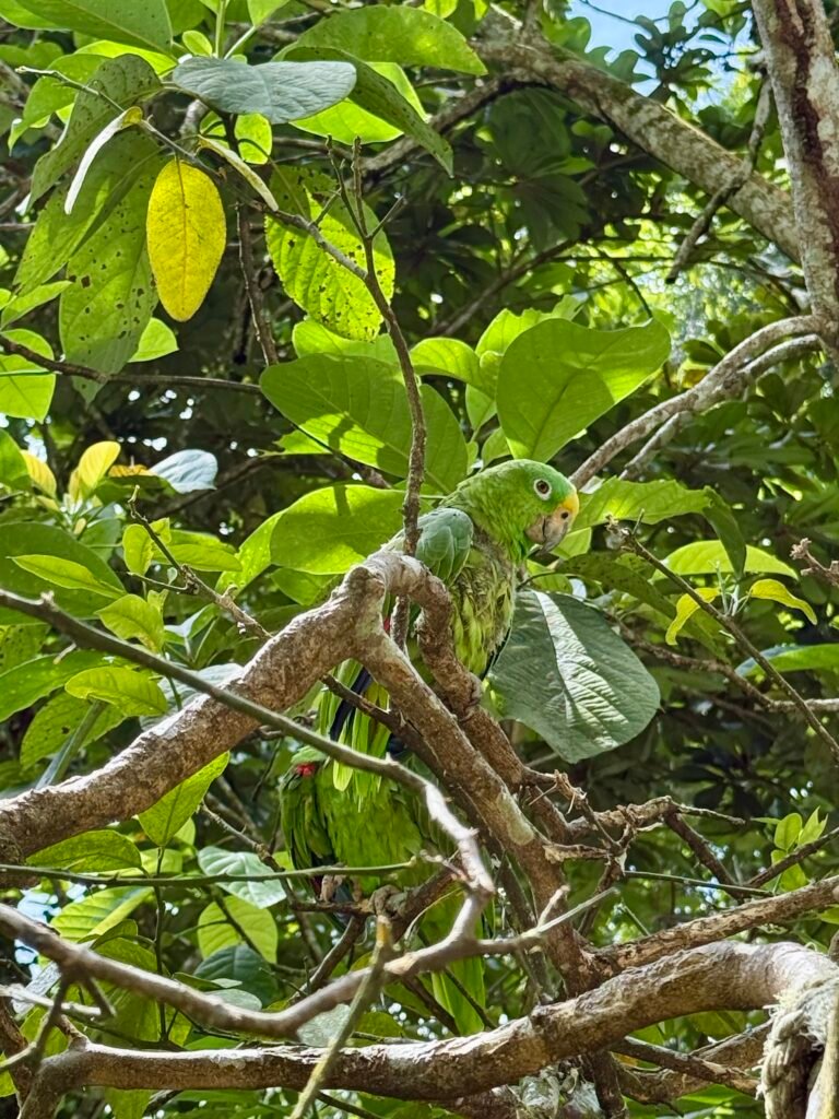 oiseau à voir en colombie